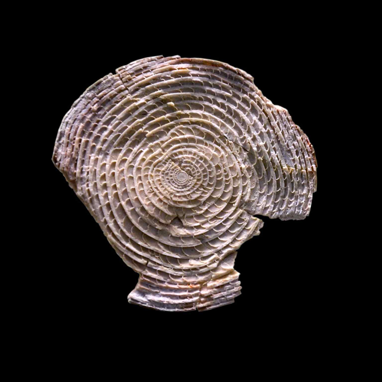 A fascinating Nummulite fossil from the museum's extensive collection, echoing the early Wunderkammer days (2013).