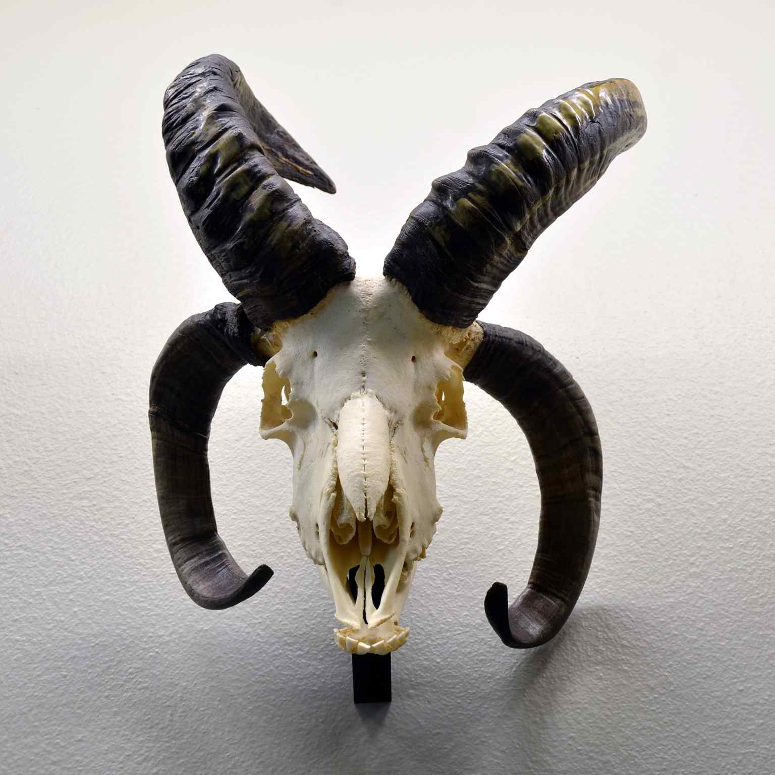 An animal skull on display, highlighting the museum's deep focus on skeletal anatomy and biology (2013).