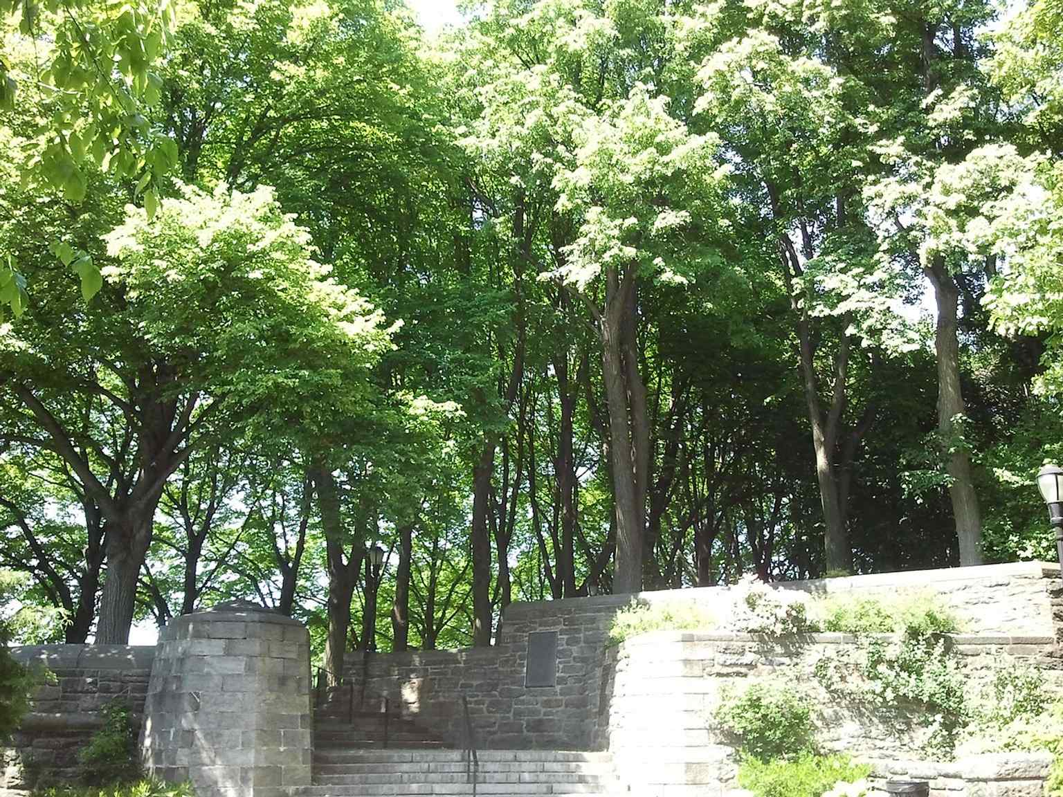 Linden Terrace, the park’s highest point, where Olmsted’s design opens up sweeping Hudson River views.