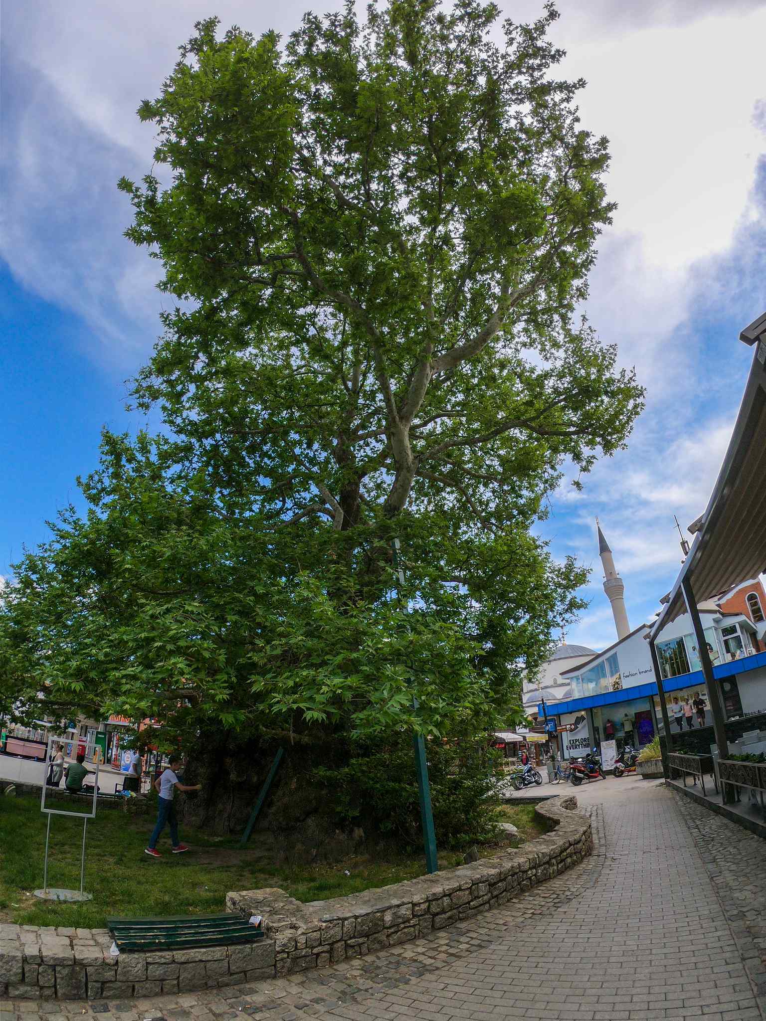 The majestic Ohrid plane tree stands as a central landmark in Kruševo Republic Square, a significant meeting point for locals for centuries.