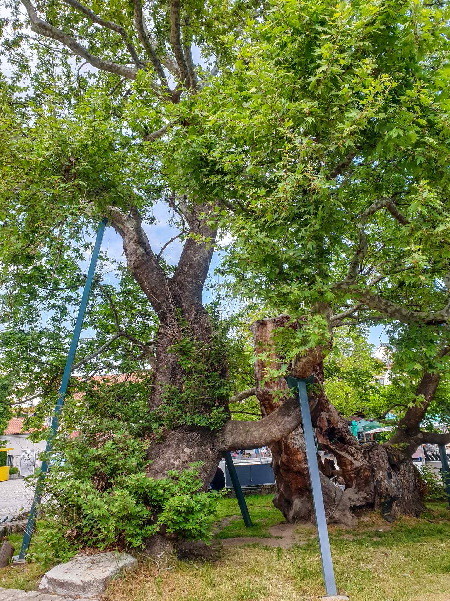 Look into the hollow base of the Ohrid plane tree, once so spacious it housed a cafe and even a small barber shop, a unique "cafe in a tree" in the Balkans.