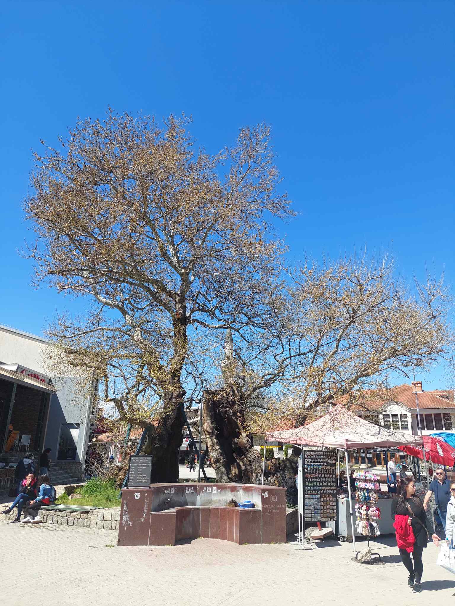 The towering canopy of the plane tree, proclaimed a natural monument of Macedonia, offers deep shade, a welcome respite in the bustling city of Ohrid.