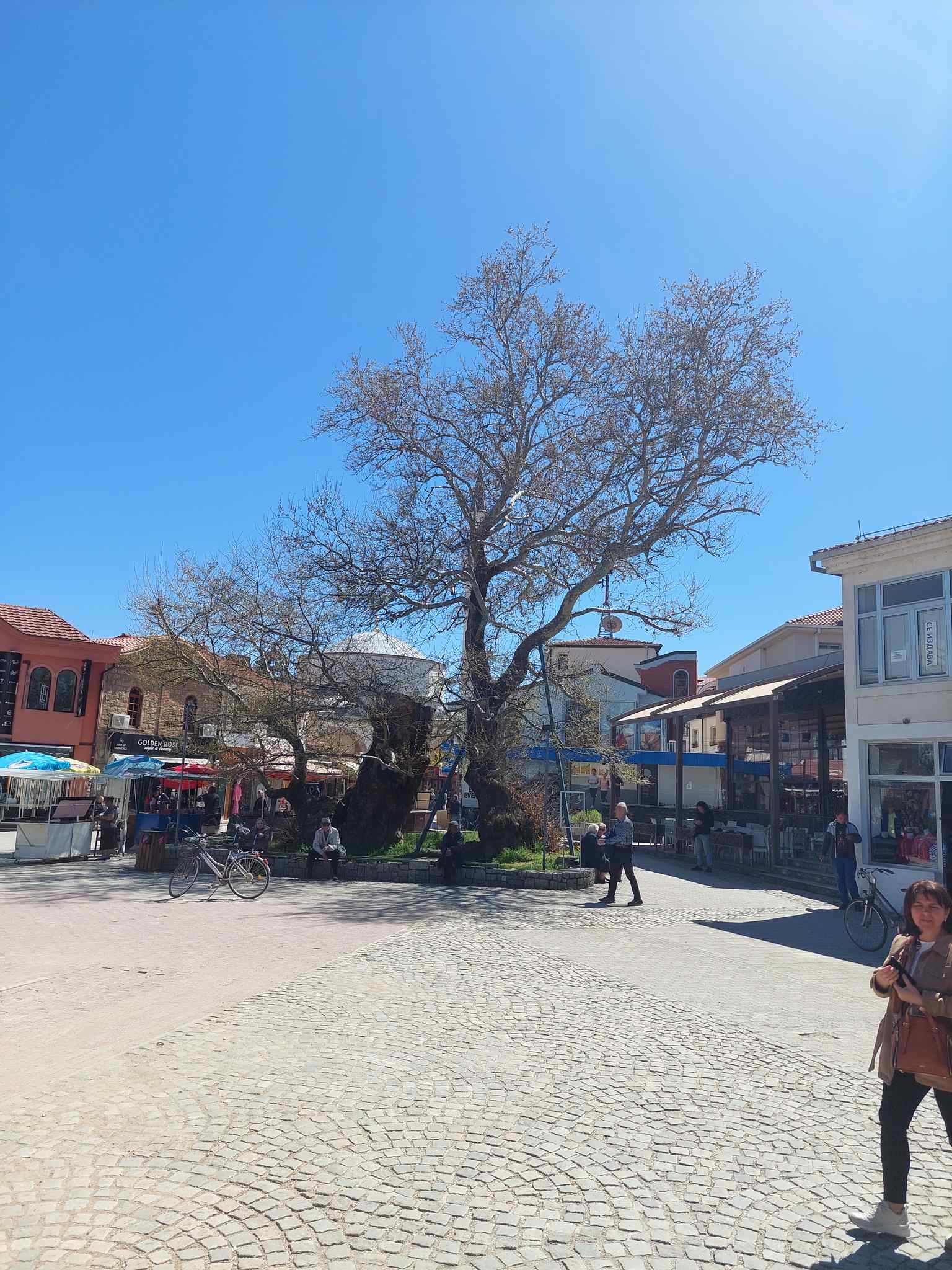 After decades of damage, the tree's interior was found to be completely rotten, requiring these drastic measures and support pillars to prevent its collapse.