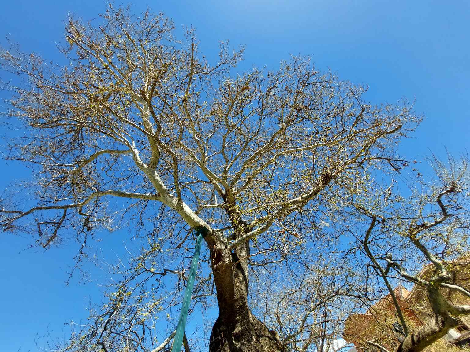 The plane tree is located on "Sveti Kliment Ohridski" street, opposite Dzheljo's Magaza, a key part of Ohrid's vibrant marketplace and social life.