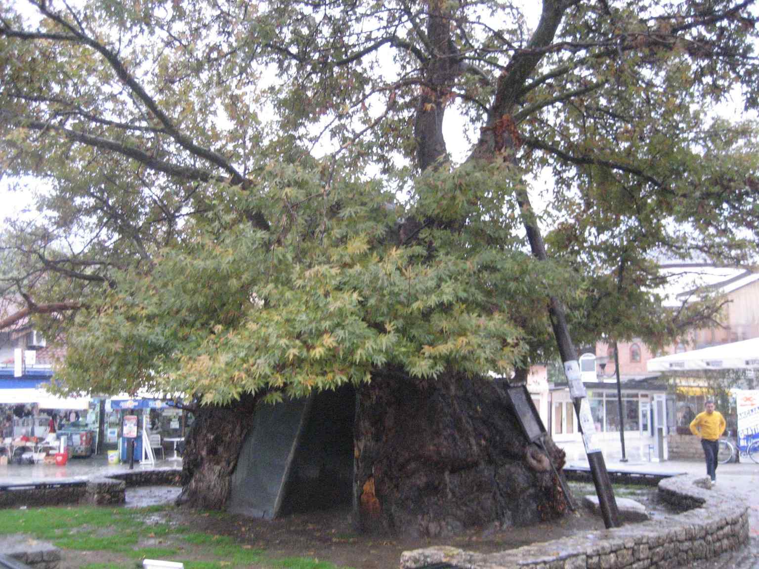This perspective highlights the impressive crown of the Ohrid plane tree, whose age is estimated by experts to be around 700 years, making it one of the oldest living witnesses of history in the region.