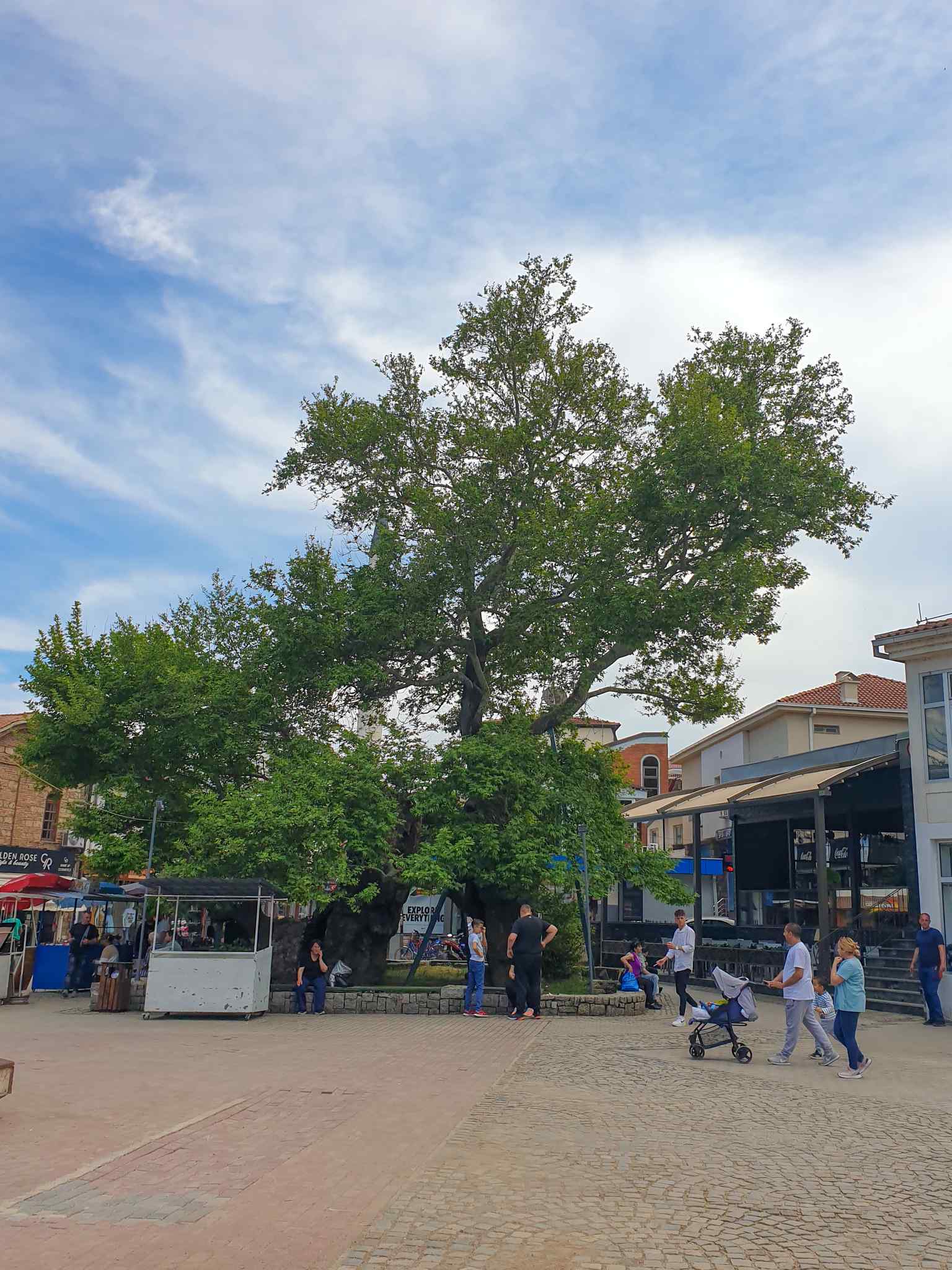 The heavy crown of the tree is now mechanically secured by these four support pillars, a crucial part of the 2020 revitalization project to ensure its stability and longevity.