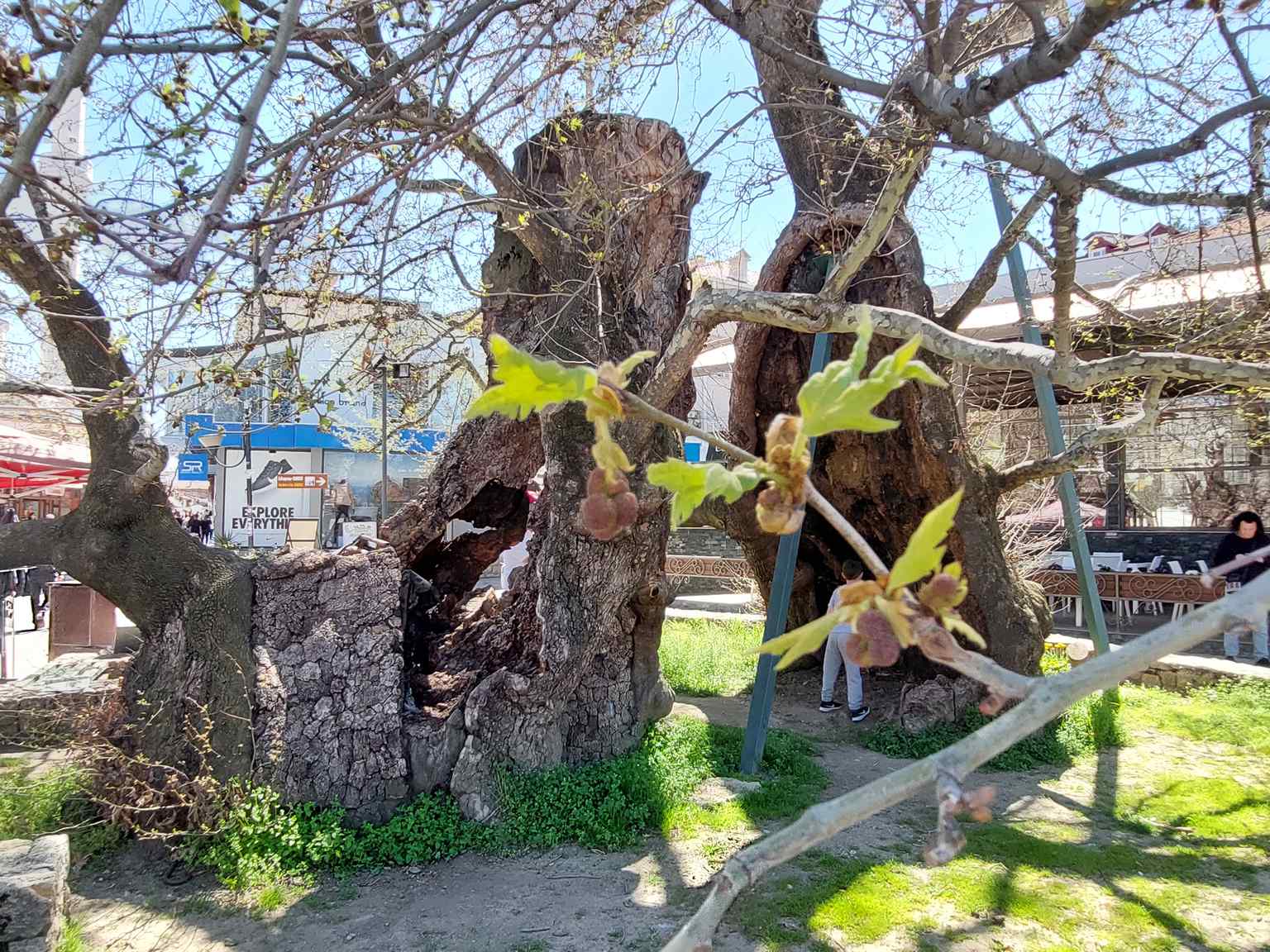 The Ohrid plane tree, towering at an impressive 18 meters, has long cast a deep shade, making it a natural gathering spot and a monument of nature in Macedonia.