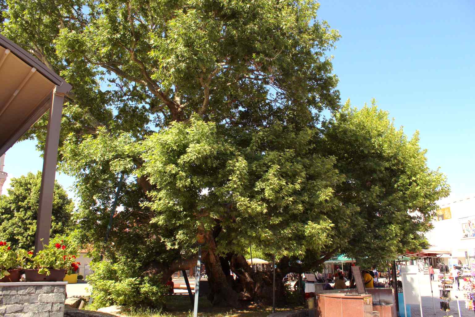 Located on the busy "Sveti Kliment Ohridski" bazaar street, the plane tree has historically served as a central meeting place, where agreements were made and stories shared.