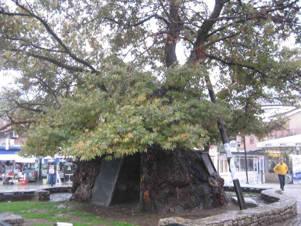 Ohrid plane tree