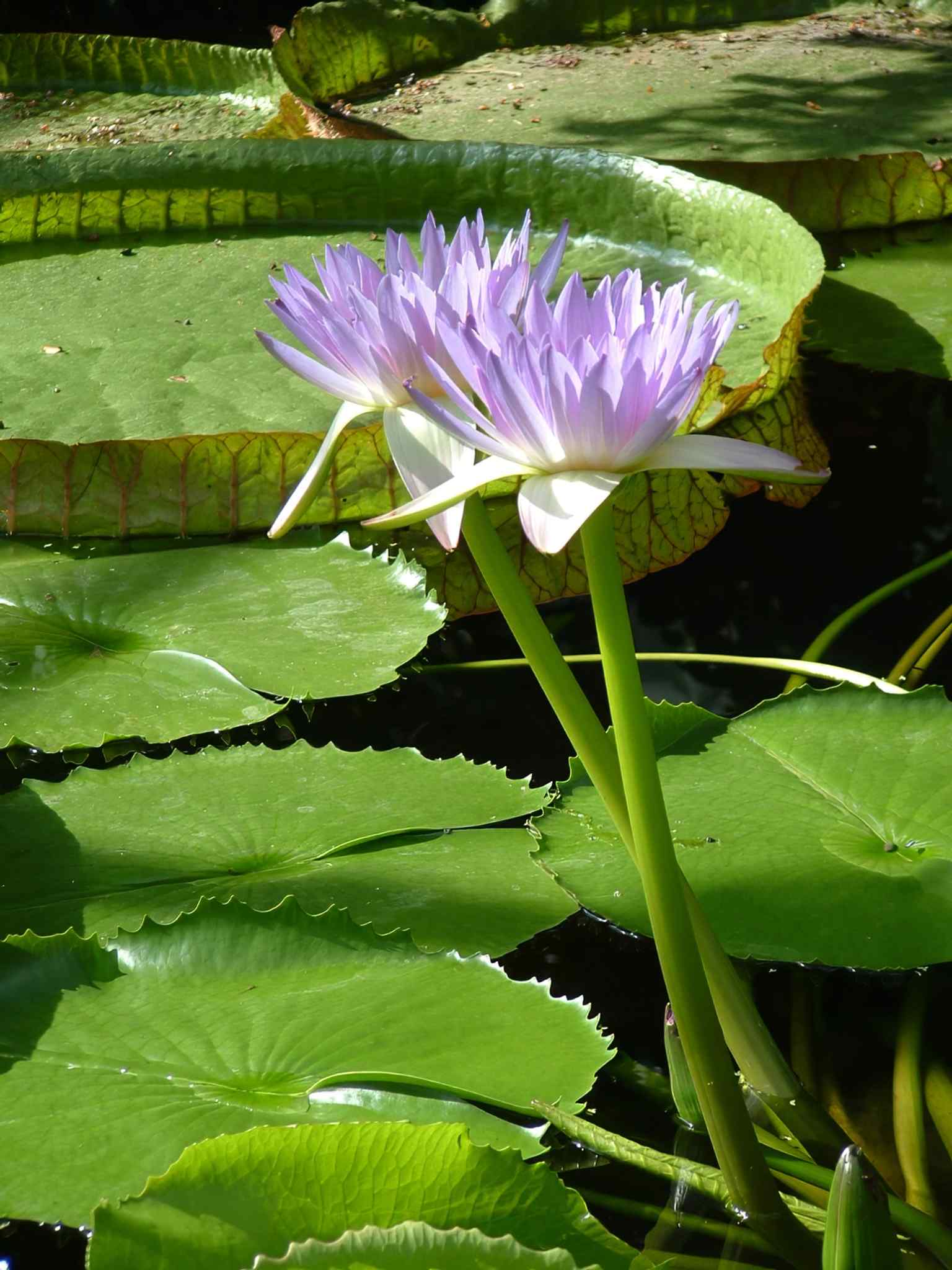 A close-up of a water lily in the Oxford Botanic Garden, echoing the famous lily house and its long botanical history.