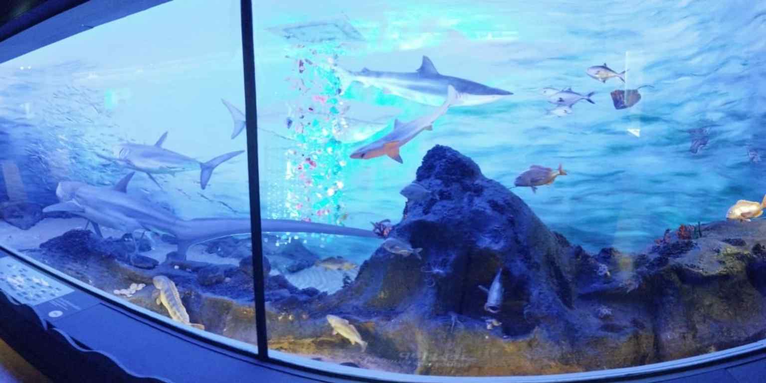 This diorama in the 'Fondo del Mar' hall illustrates the diverse marine life found in the Argentine Sea and its surroundings.