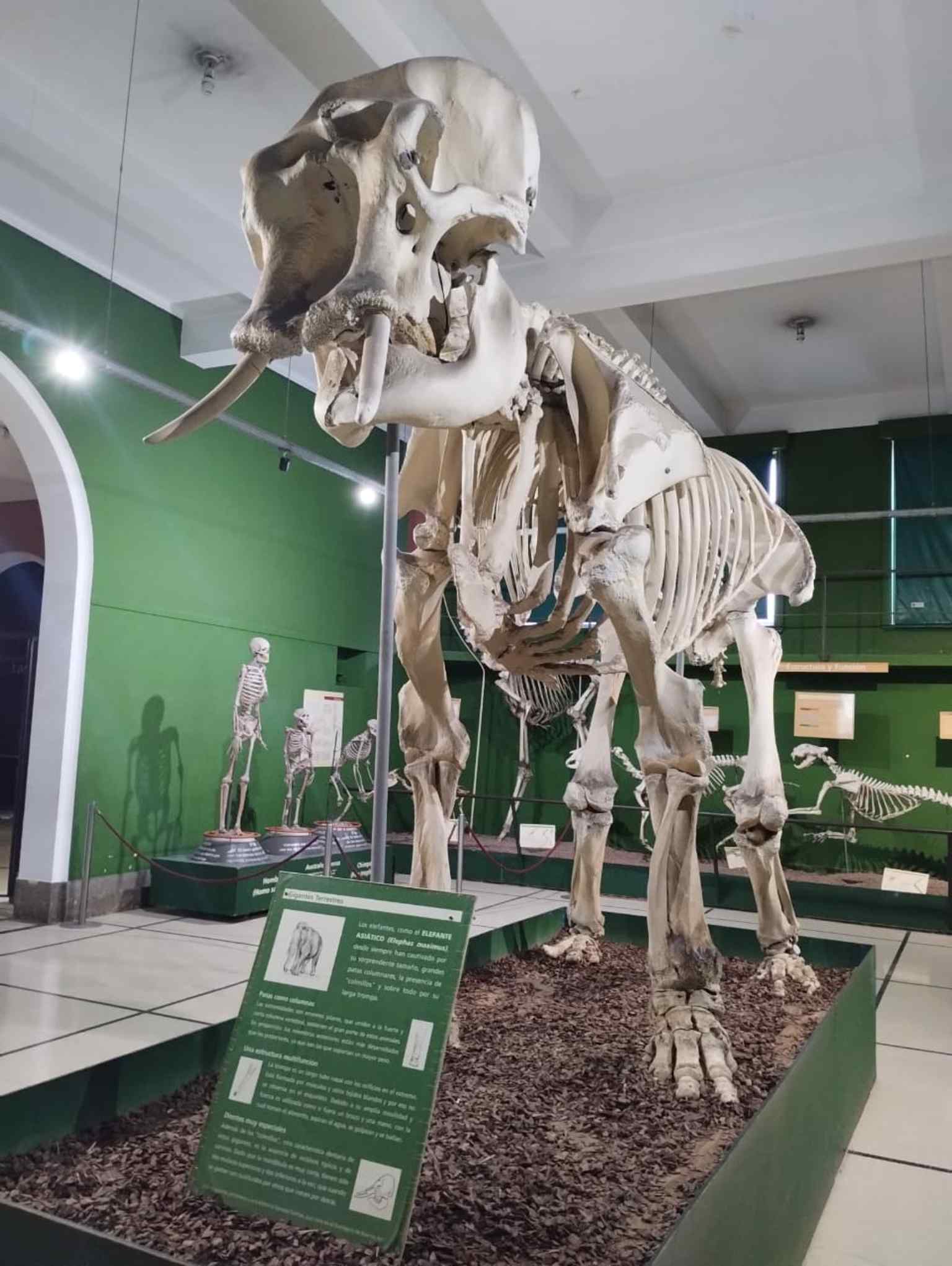 The 'Mamíferos actuales' hall showcases large skeletons, like this Asian Elephant, illustrating the vast diversity of mammals.