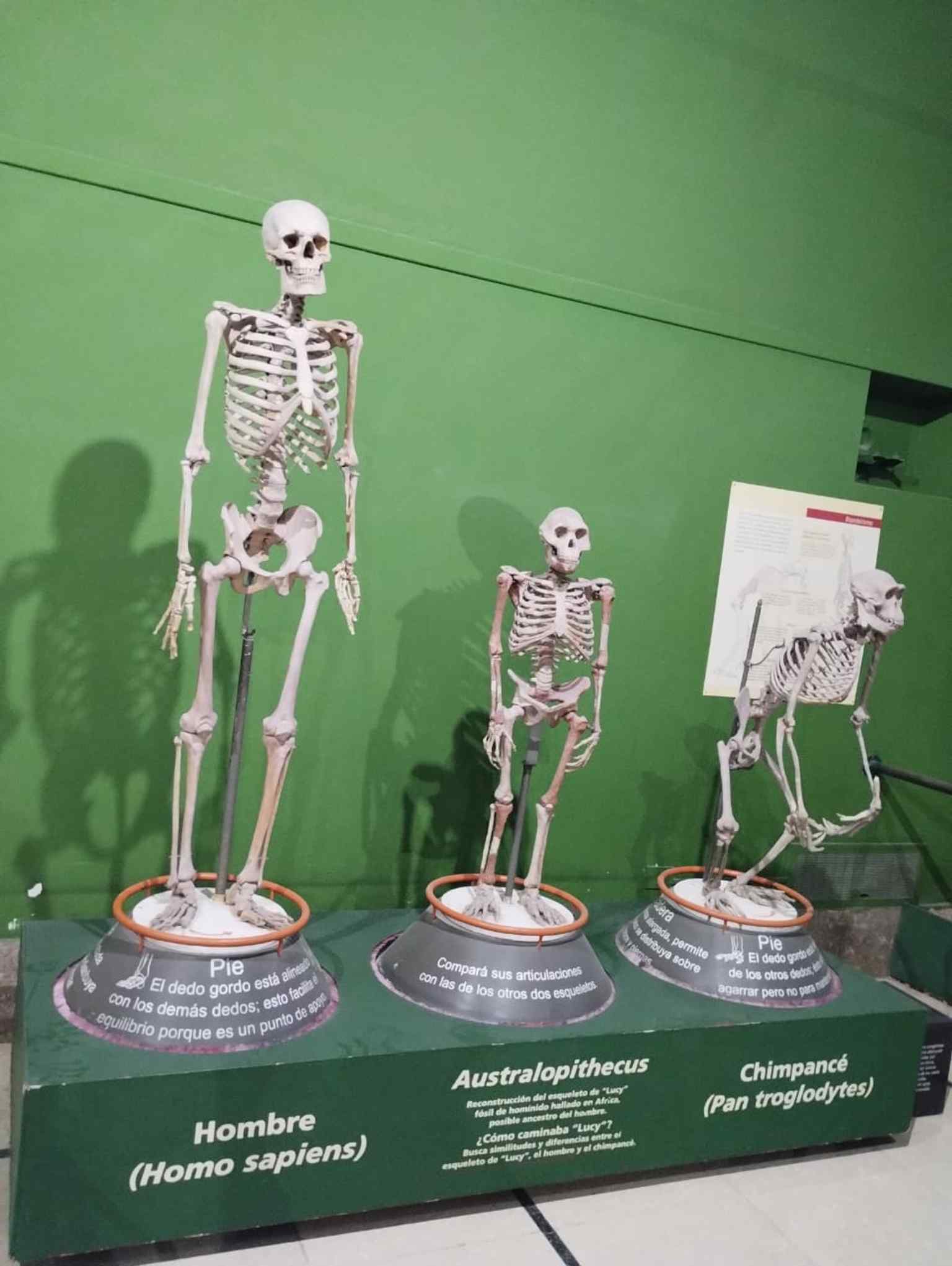 This display of human, Australopithecus, and chimpanzee skeletons in the comparative osteology hall demonstrates evolutionary adaptations through bones and cartilage.