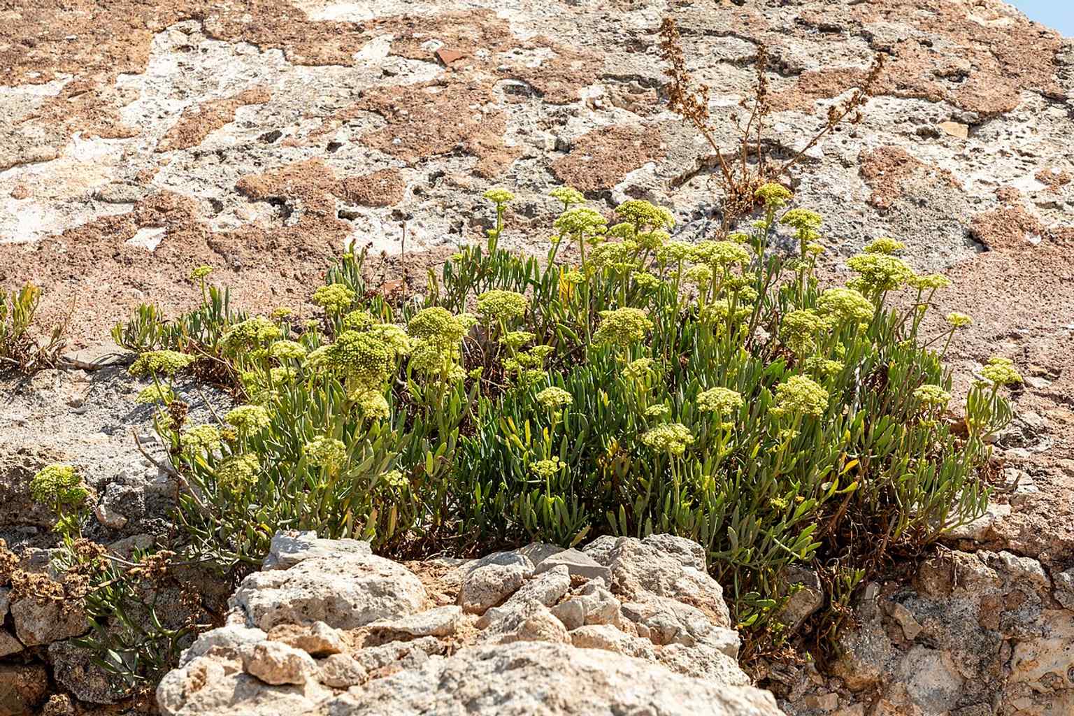 Sea fennel grows beside one of the Fortezza's powder magazines, which were essential for storing ammunition during its active use as a fortress.