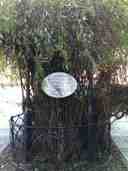 Debrecen Lycium Tree