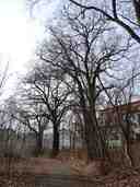 A group of memorable oaks near Říčanka in Uhříněves