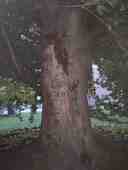 Beech in the park near the polyclinic