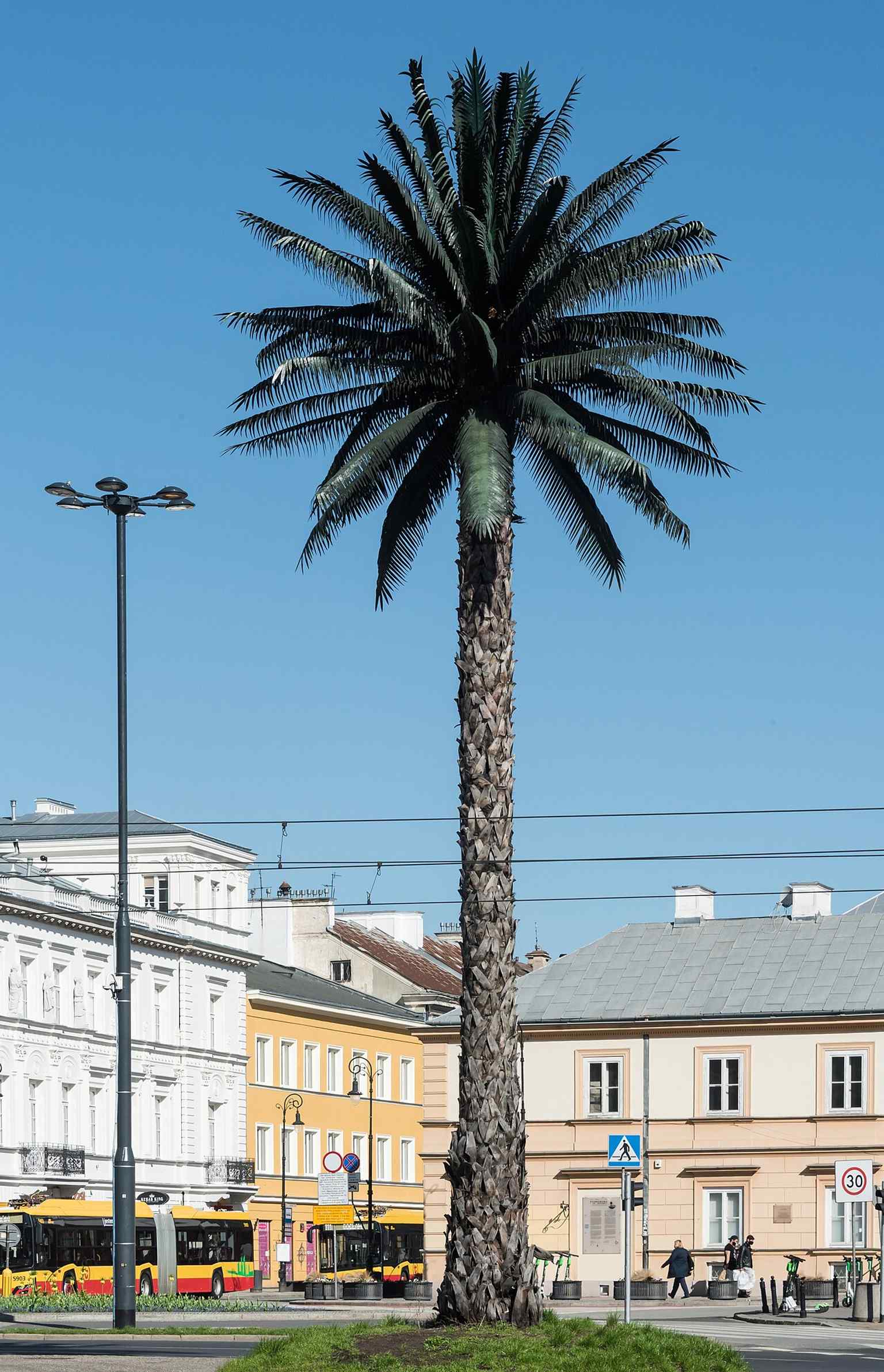 A recent view of the palm, reflecting its continued life after major restoration and its status as an official city artwork.
