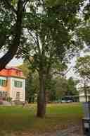 Maple in the garden Miks