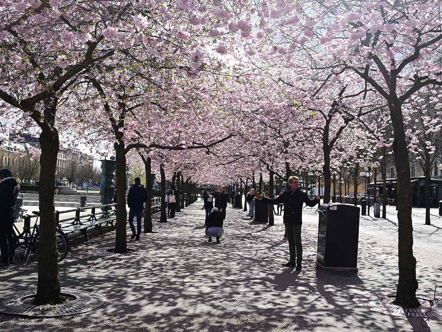 Each spring, the 63 Japanese cherry trees in the Fountain of Wolodarski section blossom, creating an experience of beauty and scent that attracts many visitors.