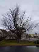 Maple tree at the Klatovy post office
