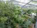 Hortus Botanicus