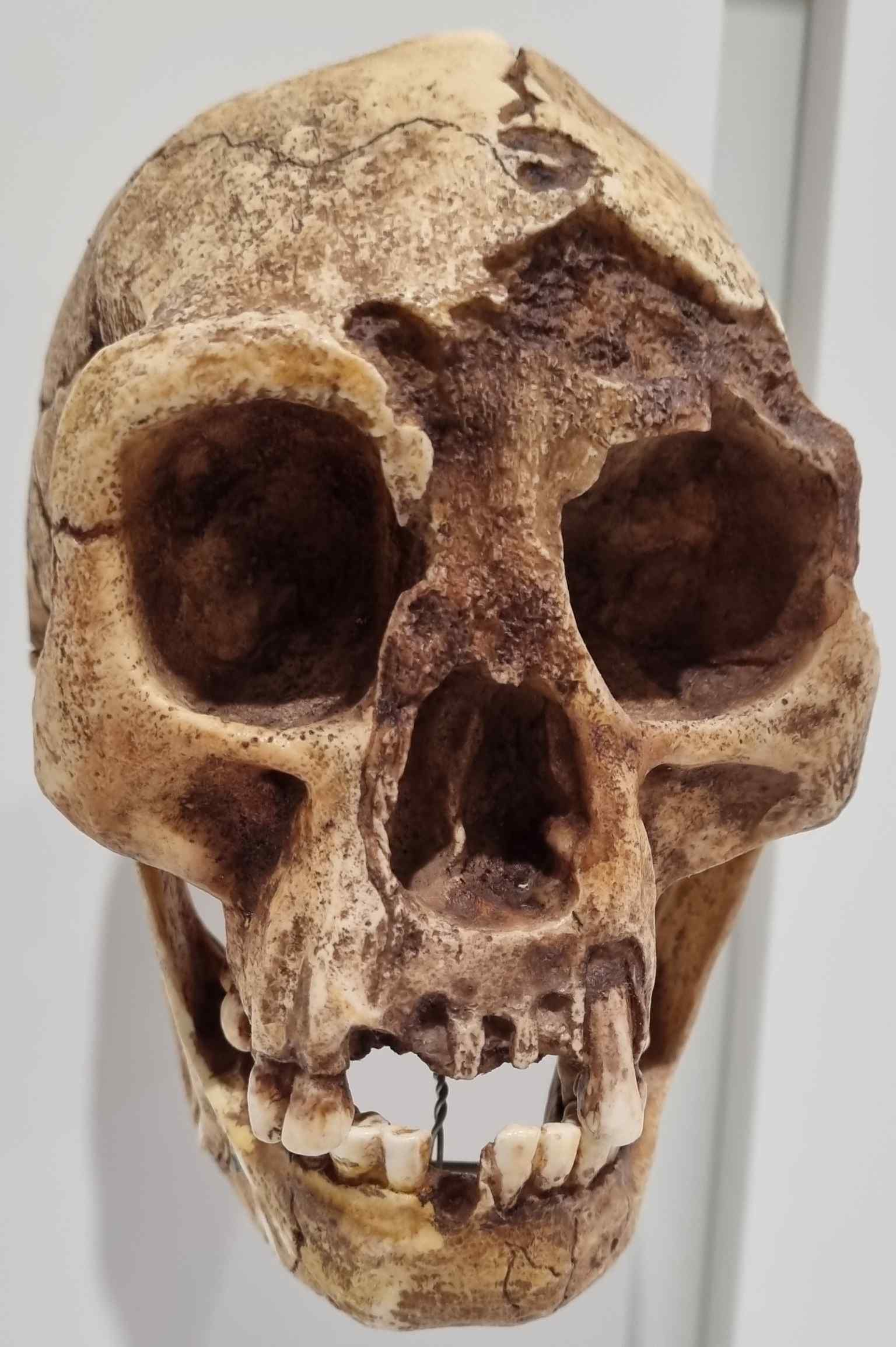 This skull of Homo Floresiensis is one of the many paleontology specimens found within the museum's extensive collections, reflecting its geopaleontology section.