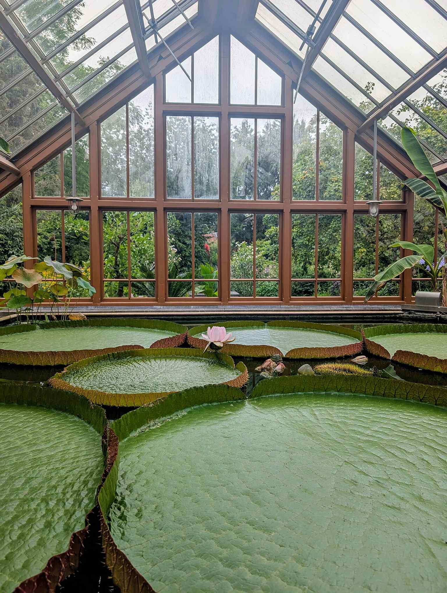 The impressive Victoria Amazonica water lily, as seen in the Oude Hortus's modern greenhouse complex, which was built between 1906 and 1908 to allow for different climates.