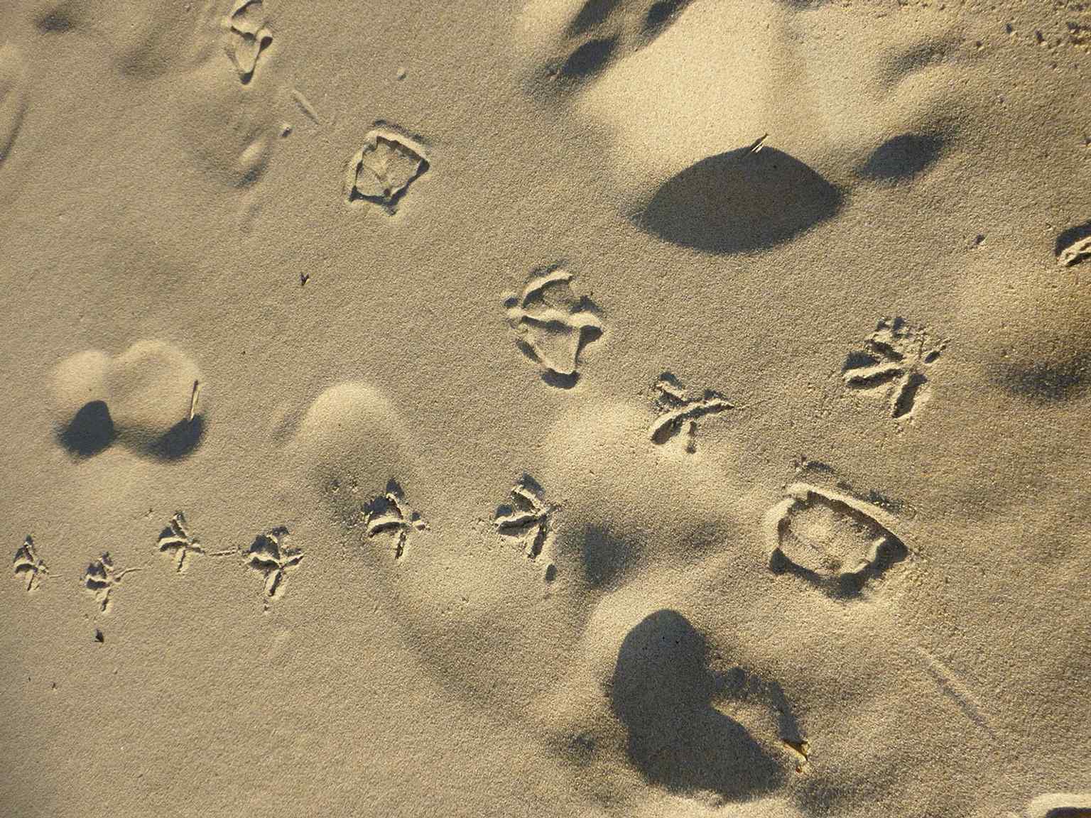 Bird footprints in the sand reveal the beach’s broad, shallow foreshore, which expands and shrinks with the tide.