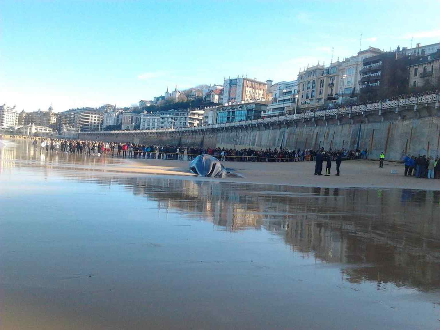A rare natural event on La Concha Beach: a beached fin whale, showing how open the bay is to the sea.