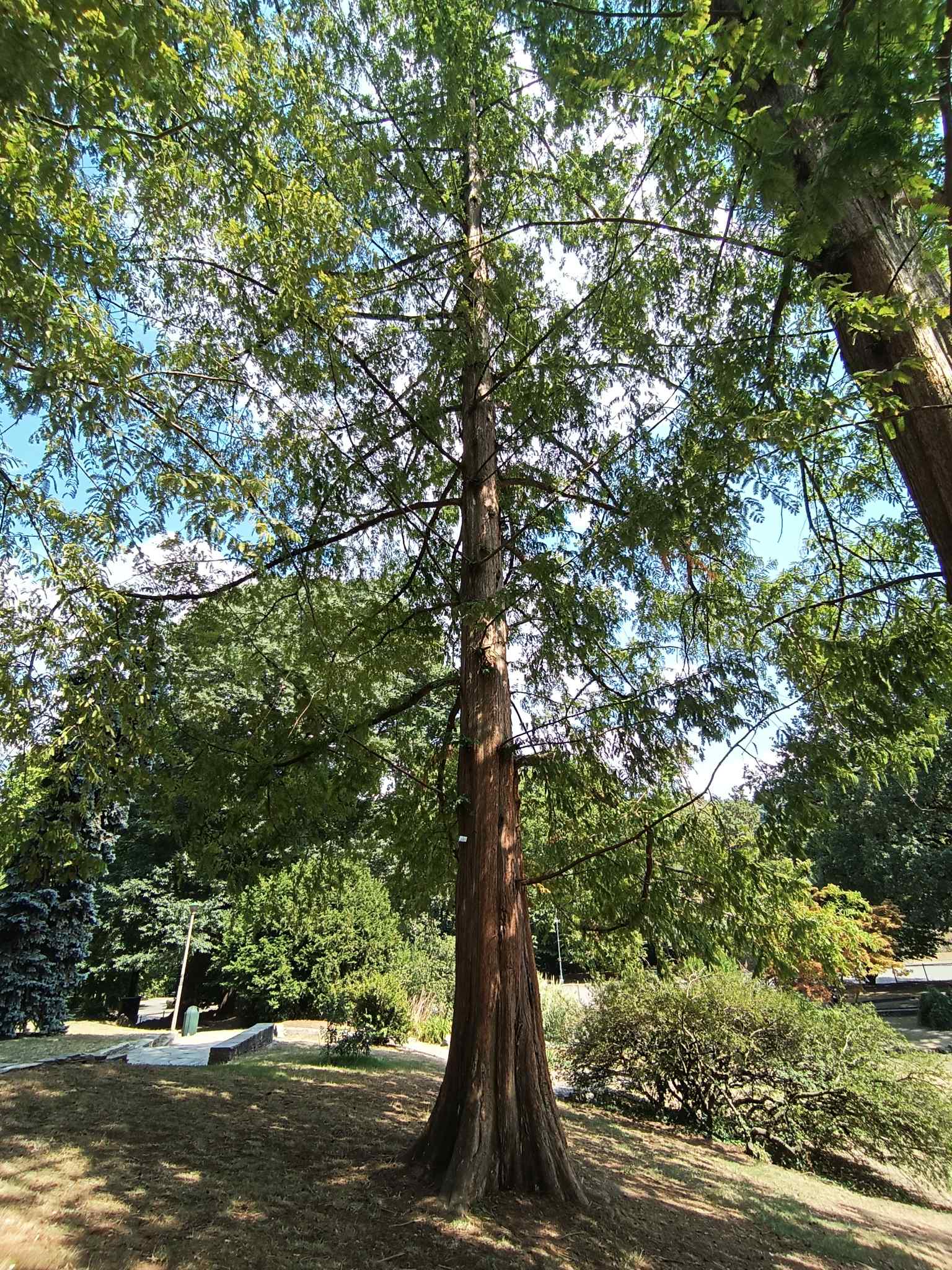Sequoia nel Giardino roccioso - Torino