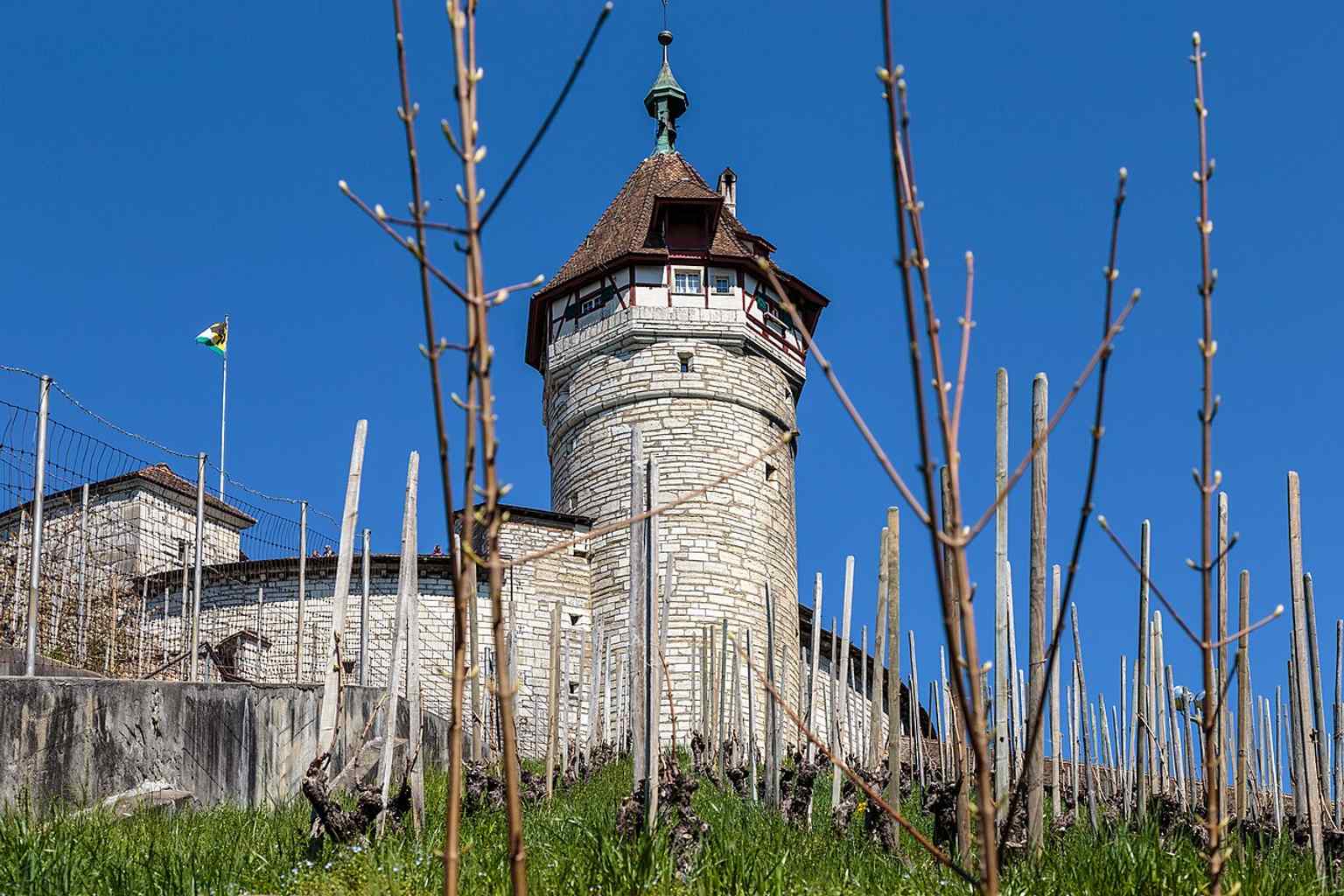 The tower rising above the vineyards reflects the Munot’s setting on Emmersberg hill, surrounded by wine-growing slopes.
