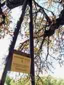 Official Chestnut Tree of Geneva