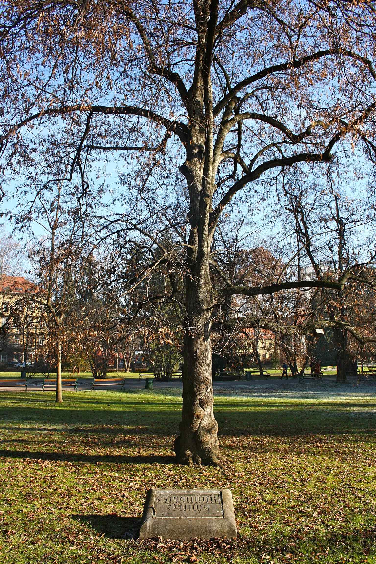 The Kernstock Linden tree, one of the named plantings that reflect the park’s long botanical and memorial layers.