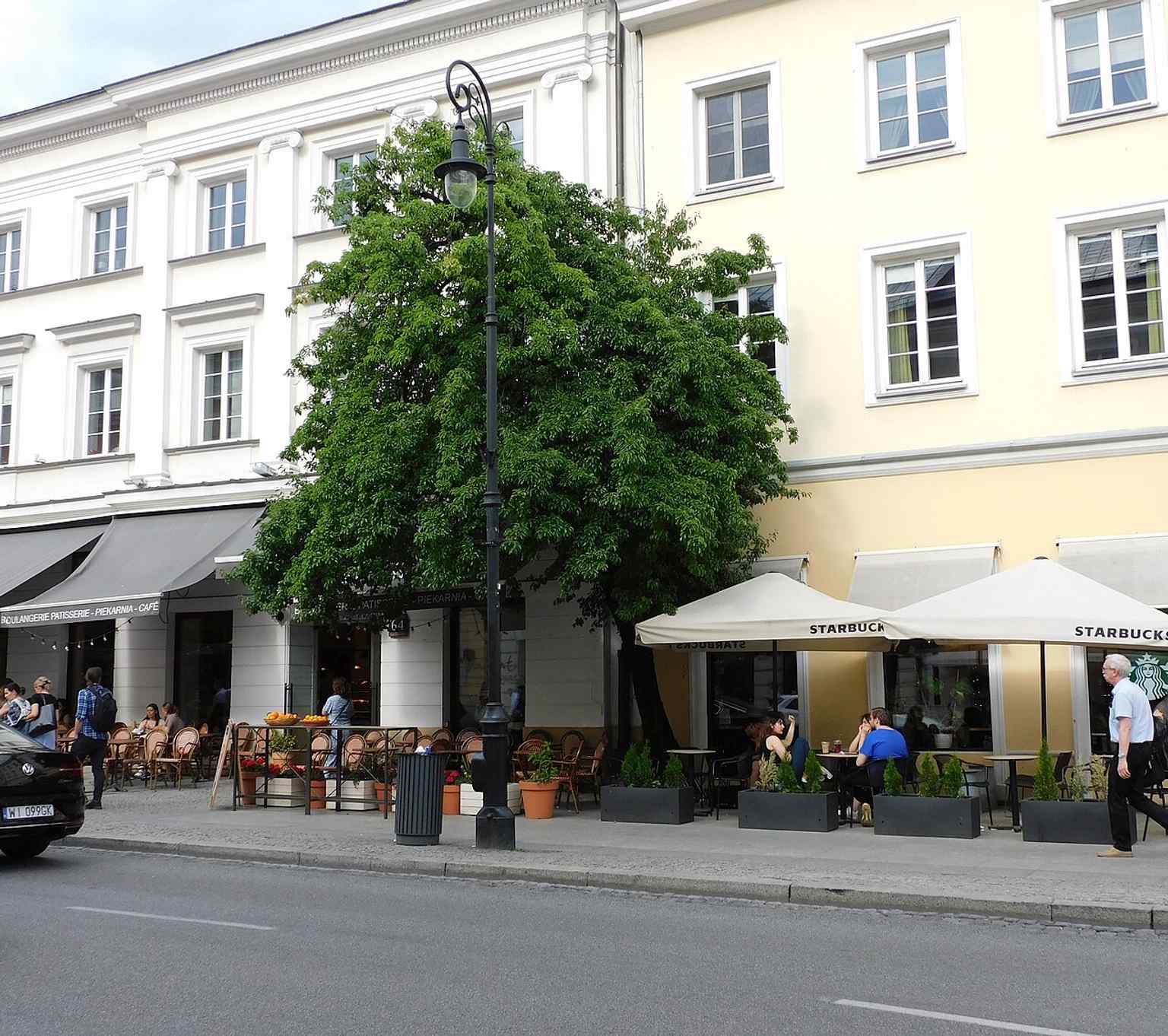 The famous self-seeded pear tree at Nowy Świat 62, one of the street’s quirky living landmarks and a recent Warsaw Tree of the Year finalist.