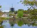 Nara Park