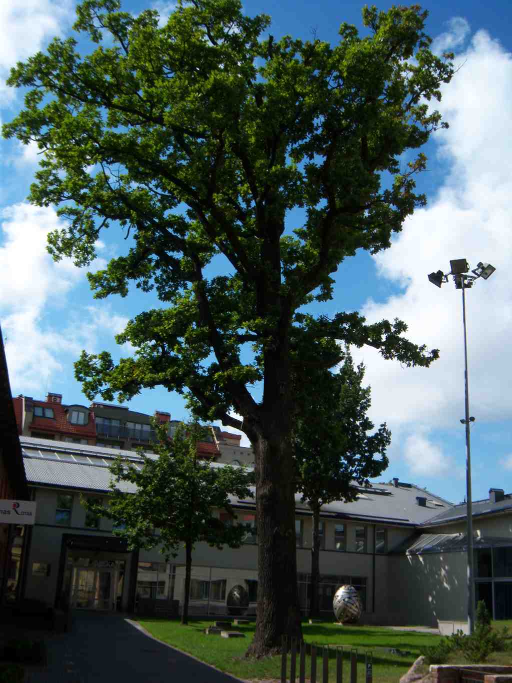 Library Oak