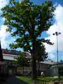 Library Oak