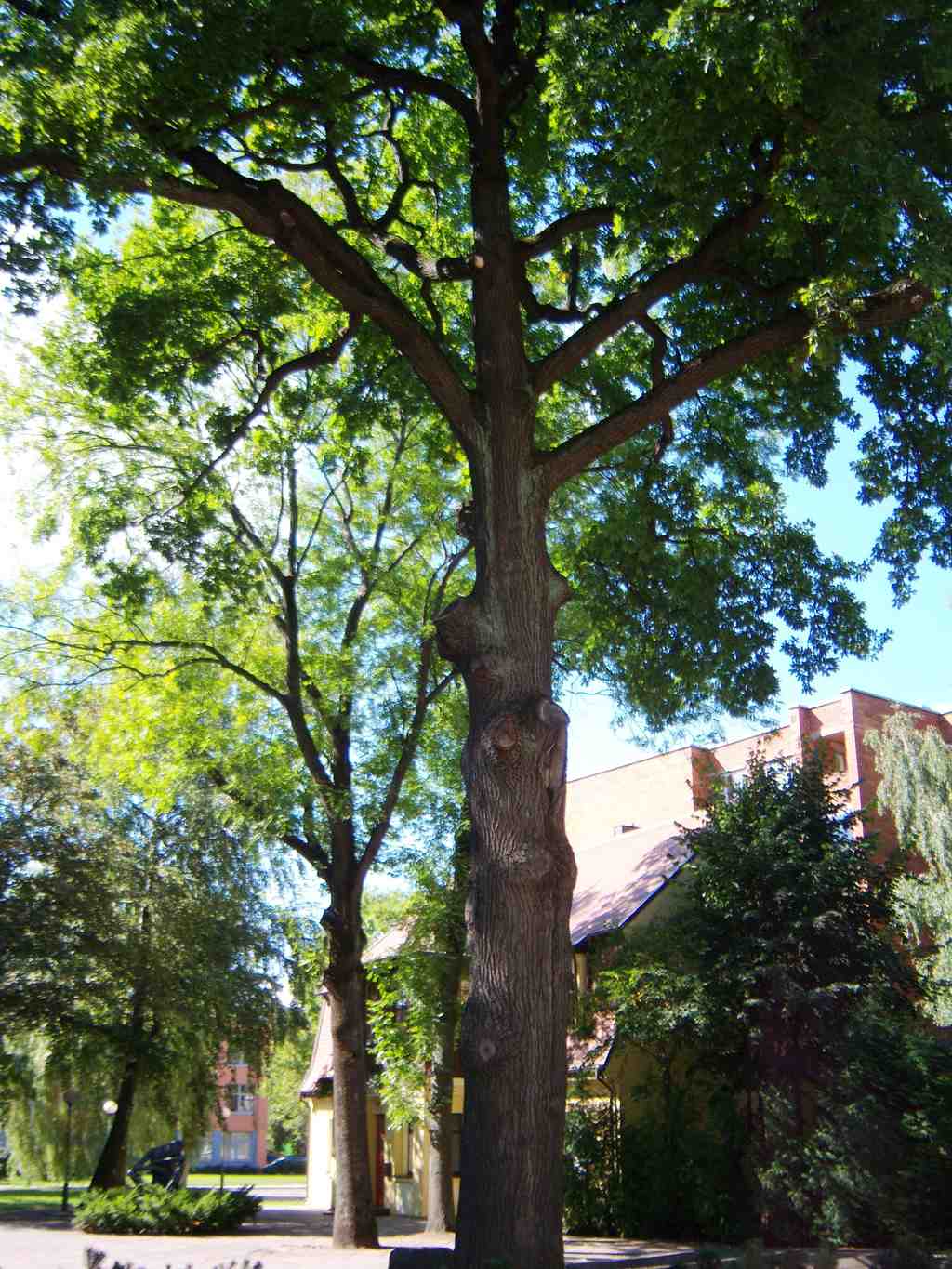 Square Oak