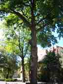 Square Oak