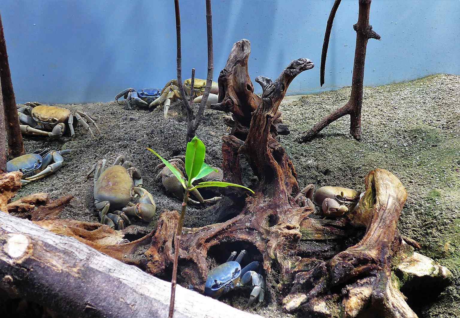 Close-up of crabs and other marine arthropods on display, echoing the aquarium’s diverse collection of species from local seas and beyond.