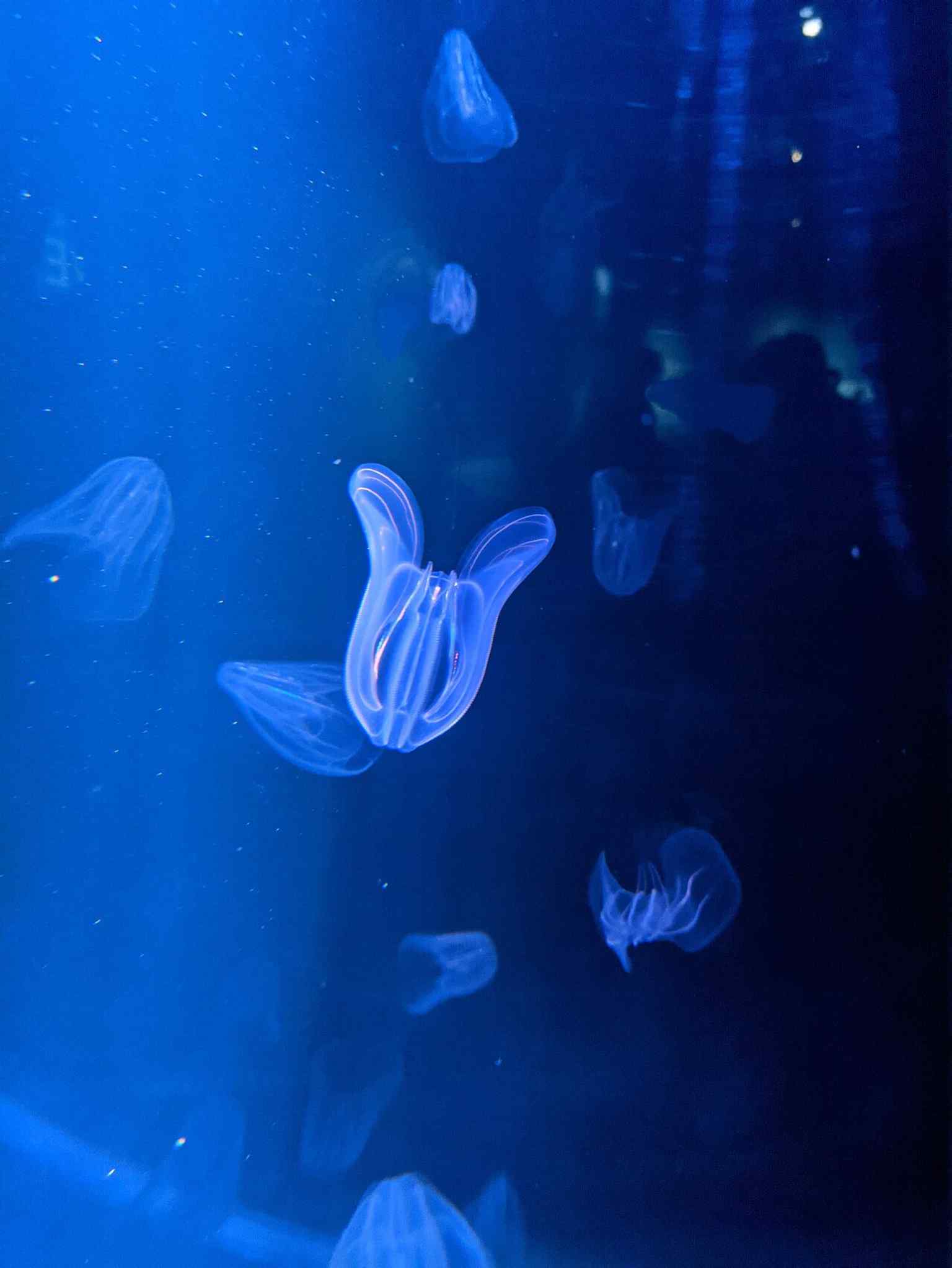 A jellyfish exhibit, fitting the aquarium’s dedicated jellyfish area with tropical and temperate species.
