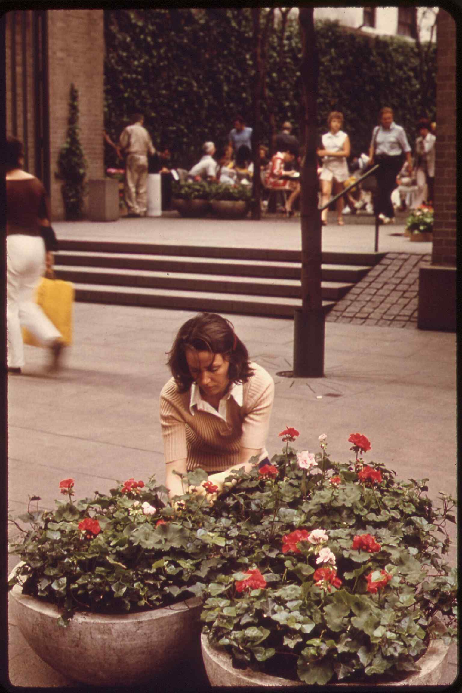 A 1973 planting scene at the park entrance, showing Paley Park as a gift to Midtown Manhattan and its early civic life.