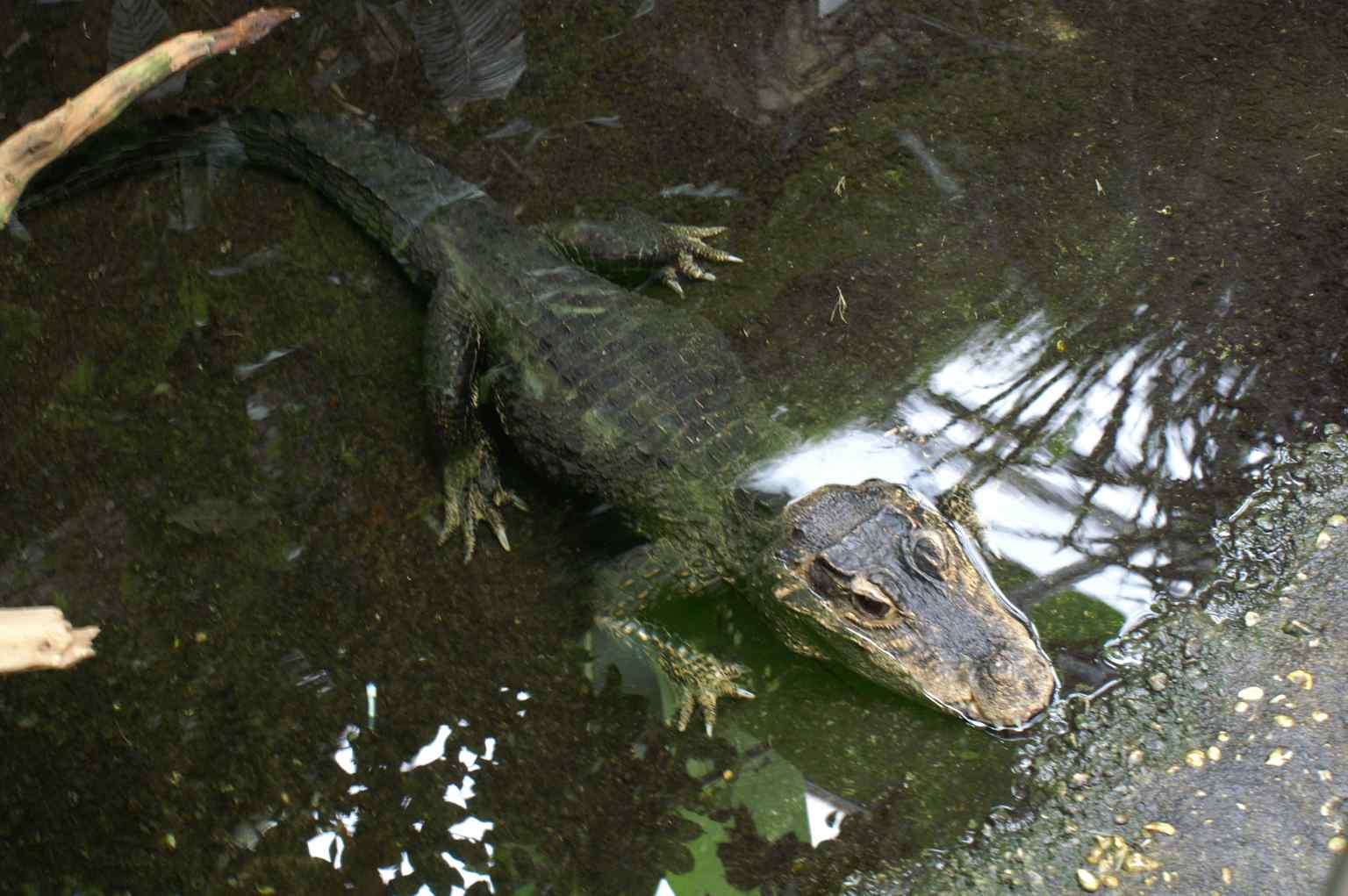 This Stump Crocodile represents the diverse reptile species housed within the Vivarium, which underwent a major renovation in 2013 to feature large water landscapes simulating ecosystems like the Amazon and mangroves.