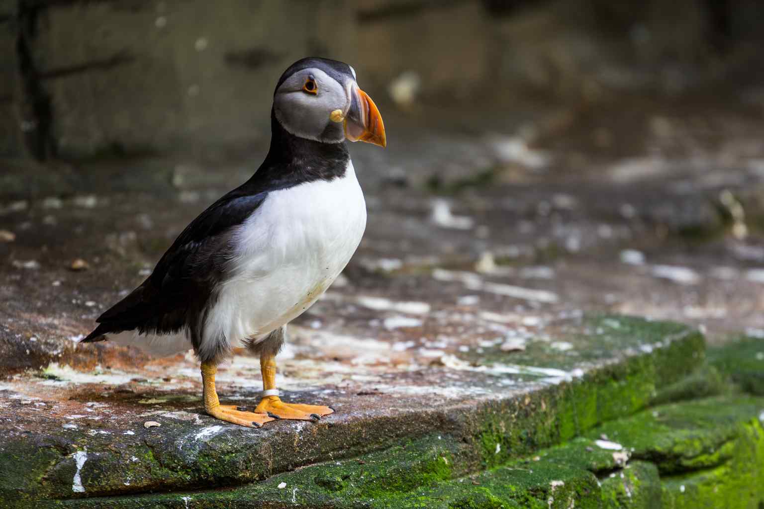 This Puffin is part of the Papageitaucheranlage, opened in 2009, which holds the unique distinction of being the only facility in Switzerland to house these diving birds.