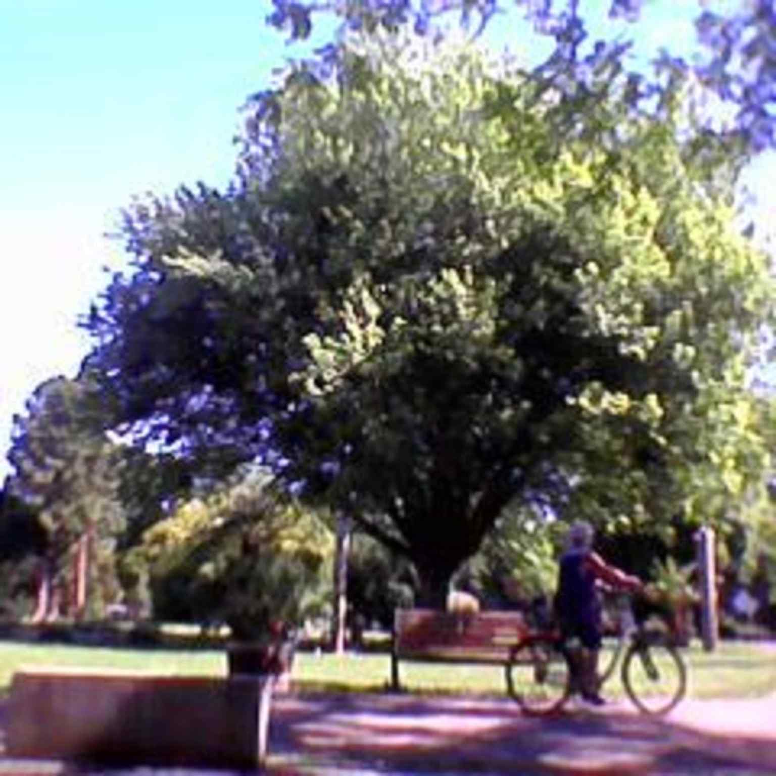 A cyclist in the Stadtgarten near the posted rules — the park is part of Freiburg’s pedestrian and leisure landscape, with cycling restricted on the paths.