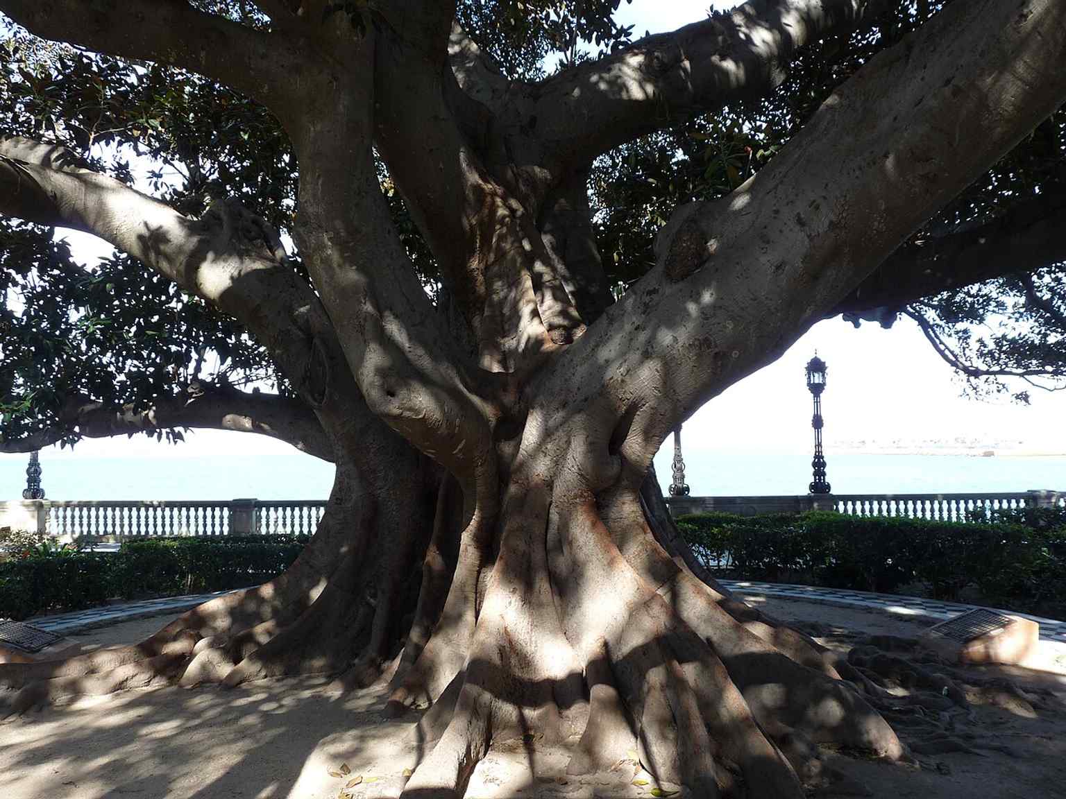 A close look at the Alameda’s giant ficus macrophylla, one of the exotic trees planted along the seaside promenade in the early 20th century.