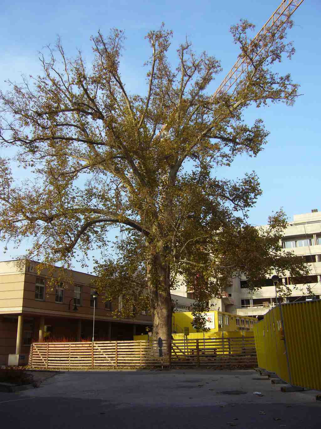 Plane tree at St. Anne's