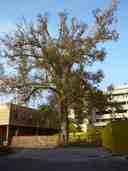 Plane tree at St. Anne's