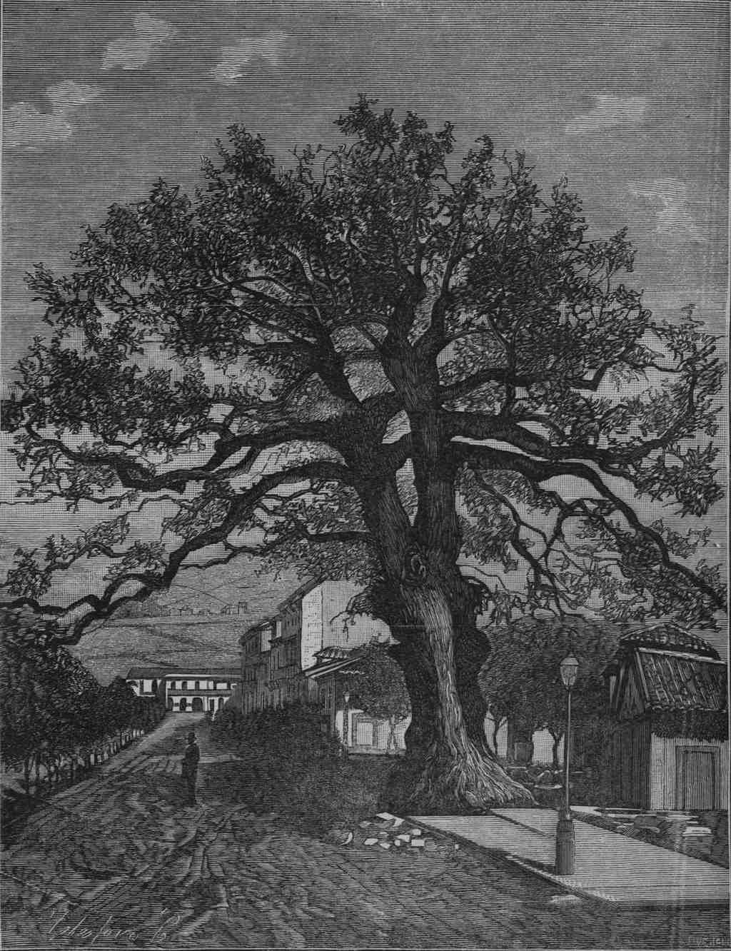 Carbyard